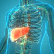 liver