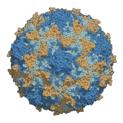 Polio virus illustration