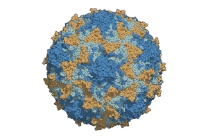 Polio virus illustration