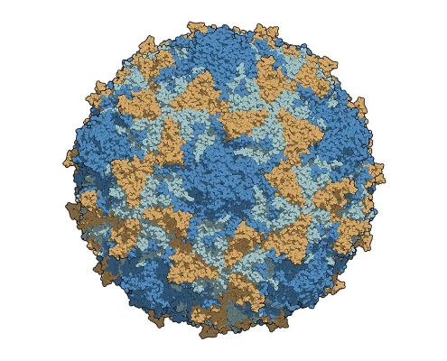 Polio virus illustration