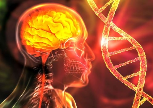 Brain, DNA