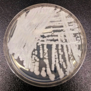 Candida auris